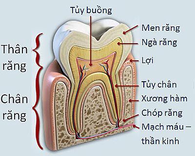 Lấy Tủy răng mất bao lâu- Cấu Tạo Chân răng và Tủy răng